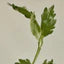 Beauty Of Joseon Matte Sun Stick Mugwort + Camelia SPF 50+ PA++++